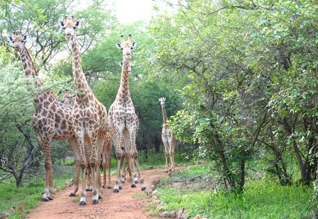 Treetops Marloth Park,Krugerpark